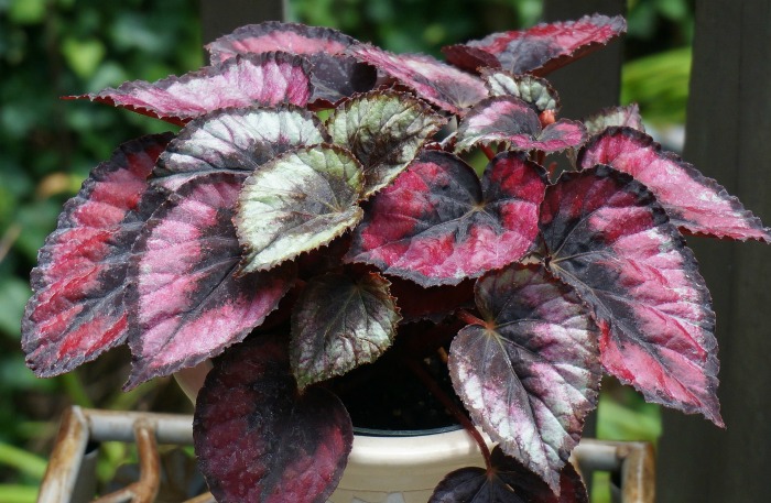 Red Kiss Rex Begonia