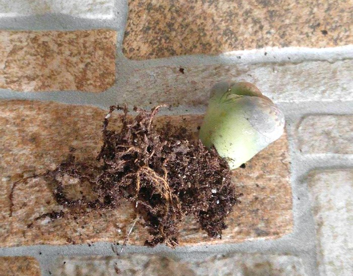 Lithops root system