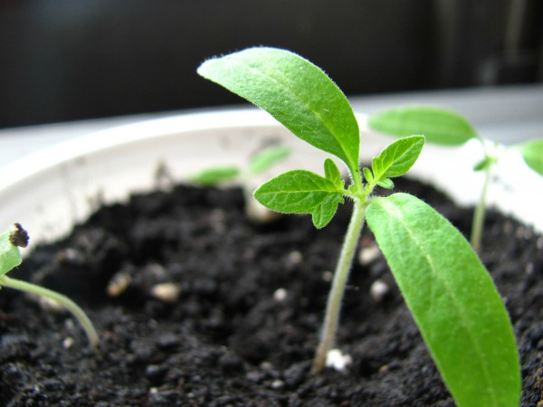 Tips and advice for starting vegetable gardening seeds