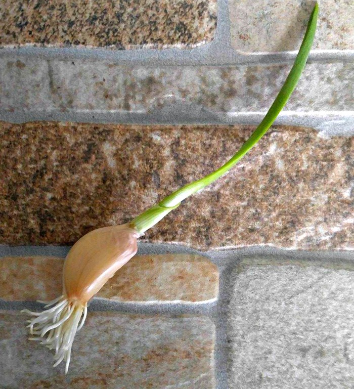 After two days in a pan of water, the garlic had rooted well.