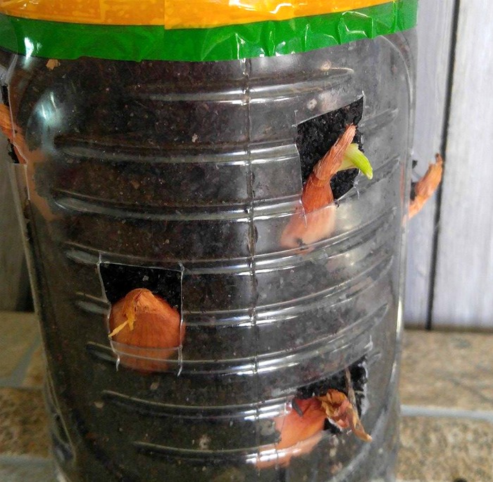 Onions starting to sprout