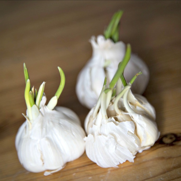 Growing Garlic Greens Indoors