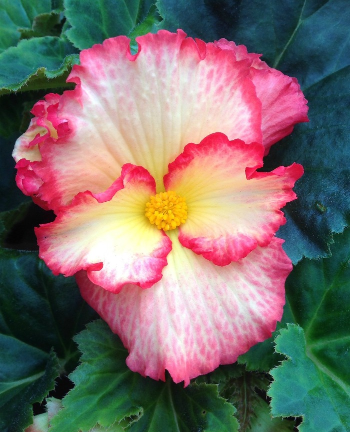 pink edged begonia flower