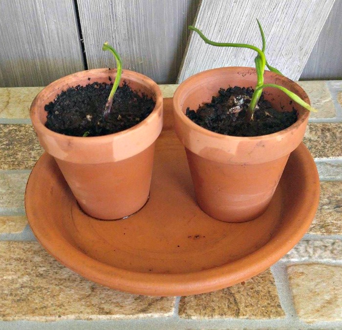 Two sprouted onion bottoms in clay pots