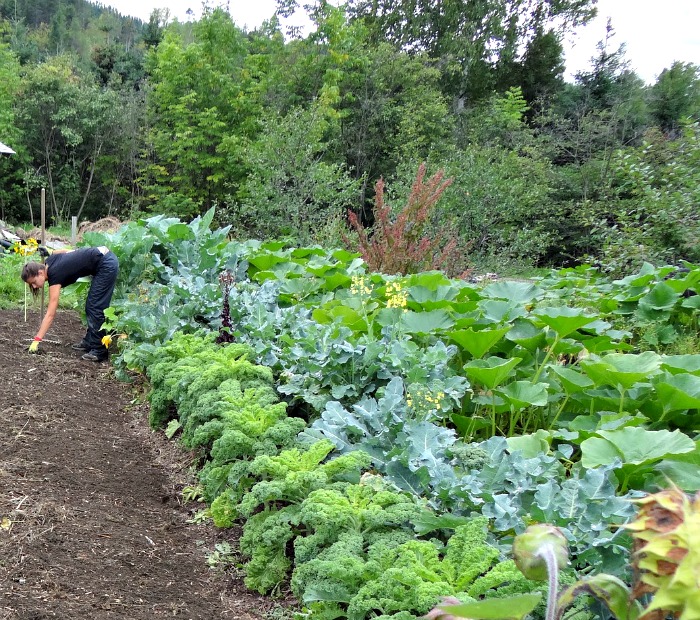 Vegetable Gardening