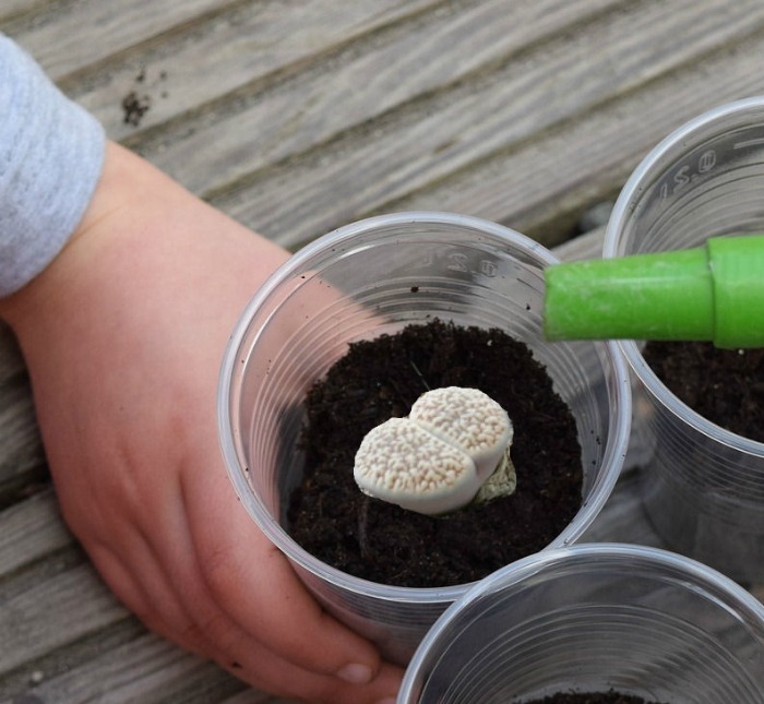 Watering lithops