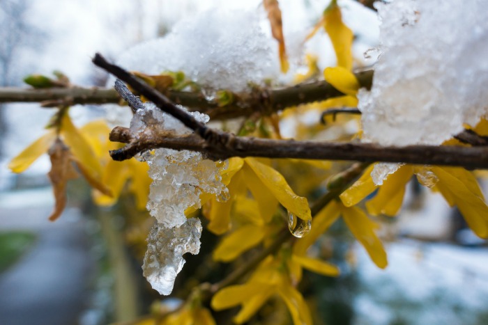 Forsythia in the winter