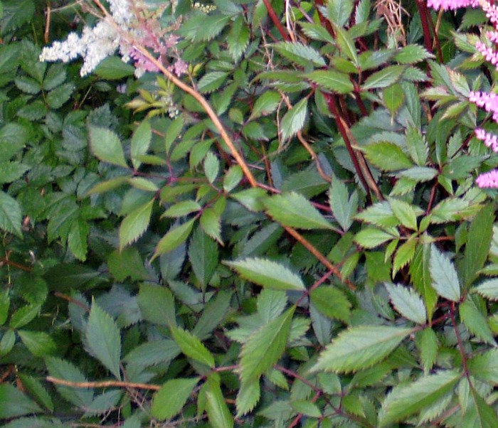 glossy leave and pink and white flowers