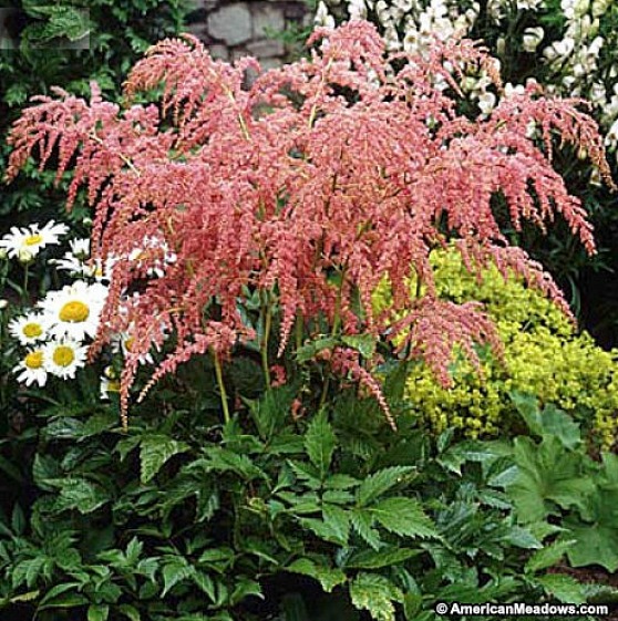 Straussenfeder Astilbe