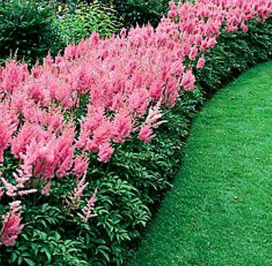 Astilbe as a border plant