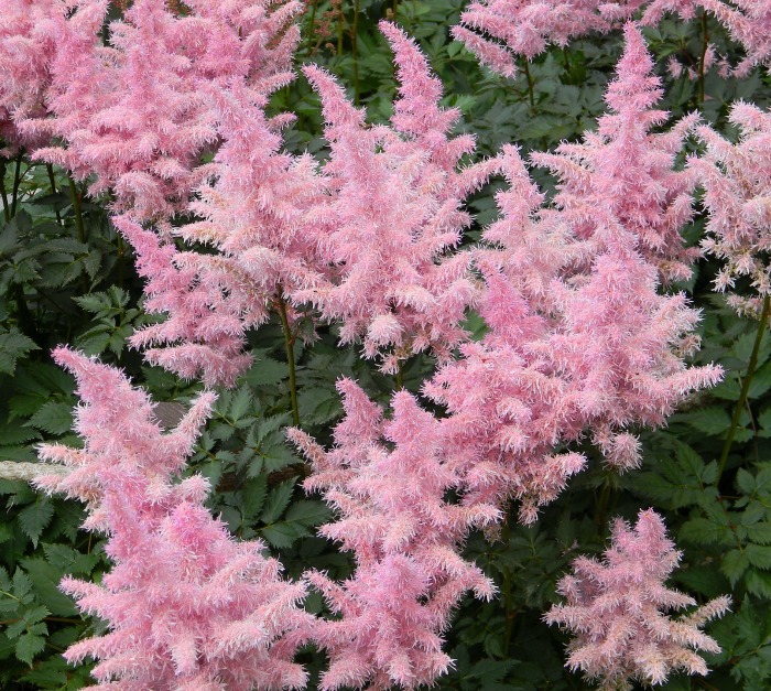 Pink goats beard flowers