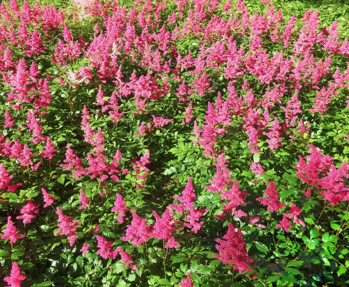 astilbe plants