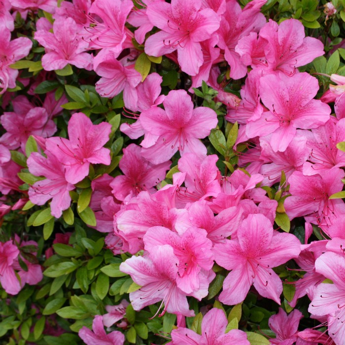 Azalea perennial shrubs are an early spring bloomer