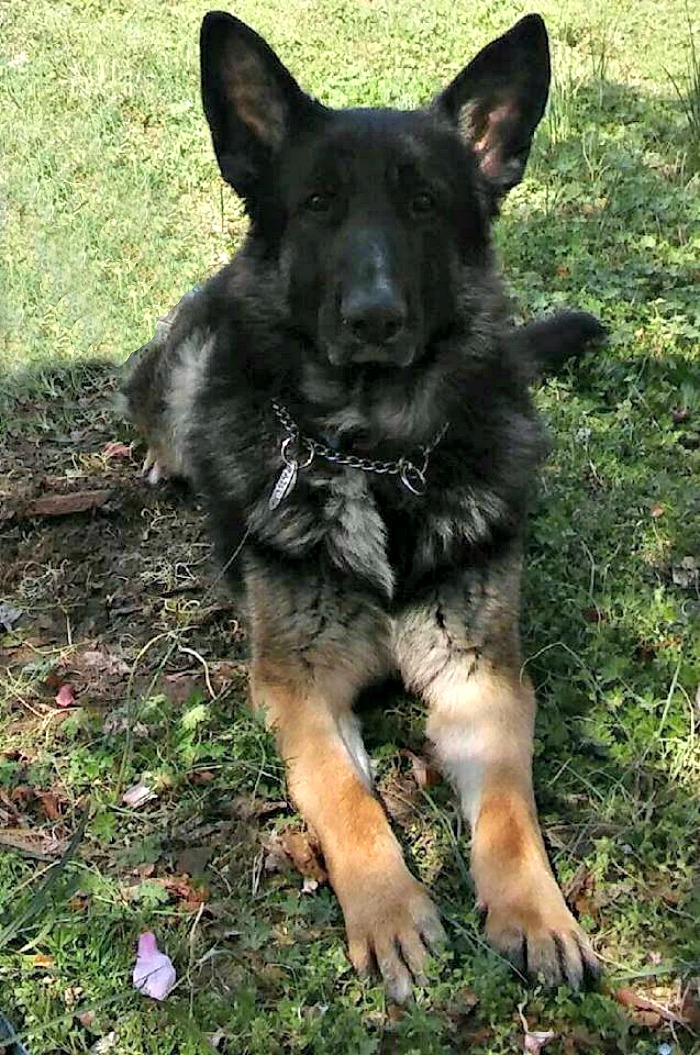 Black German Shepherd sitting on a lawn.