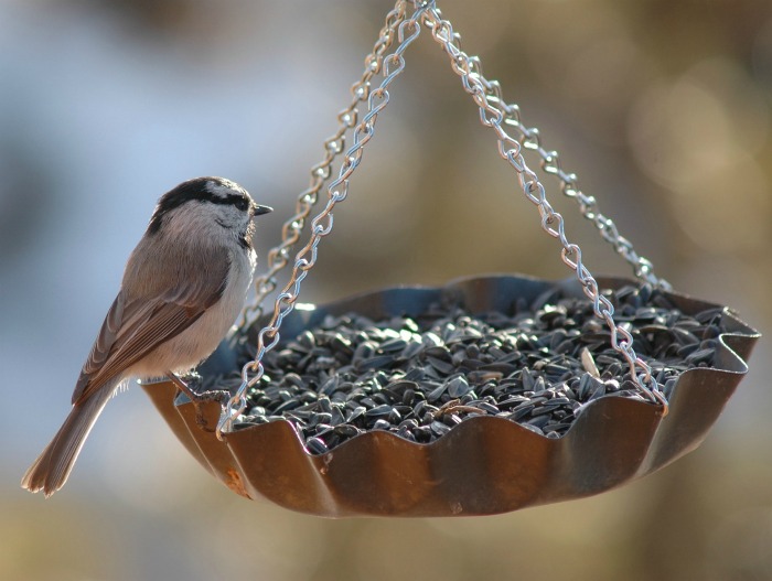 Bird and bird feeder willed with seed.