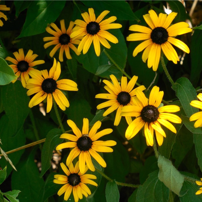 Black eyed Susan likes the sun but is more manageable in a semi shady spot.