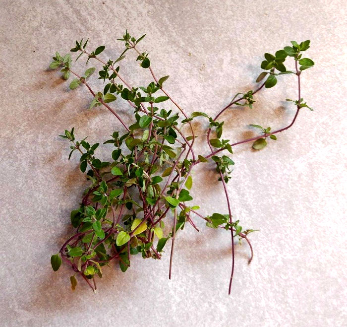 Fresh thyme on a marble counter.