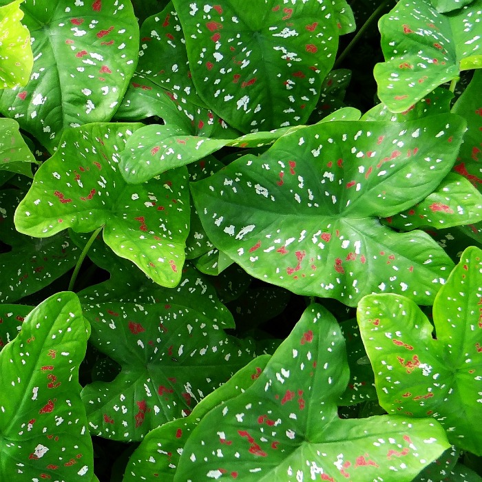 Caladiums are most happy in a shady spot