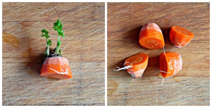 Carrots week two