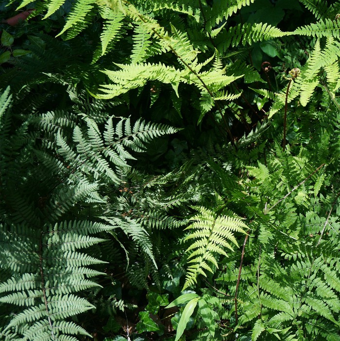 Ferns like shady, well draining soil.