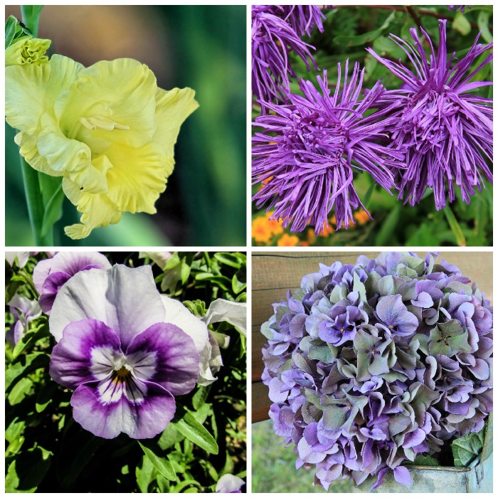 Thin petaled flowers work best for drying with Borax