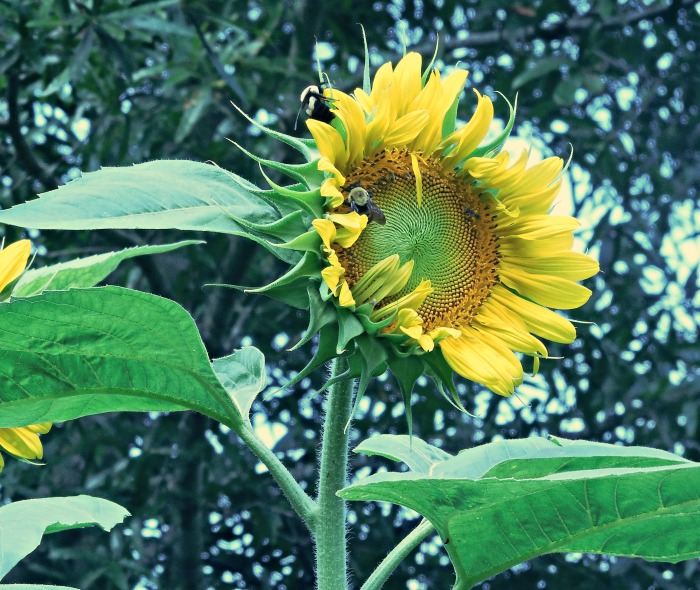 Mammoth sunflower facing the sun