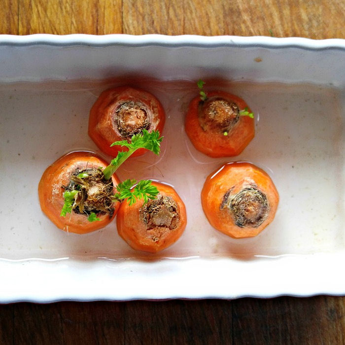 Carrot tops sprouting
