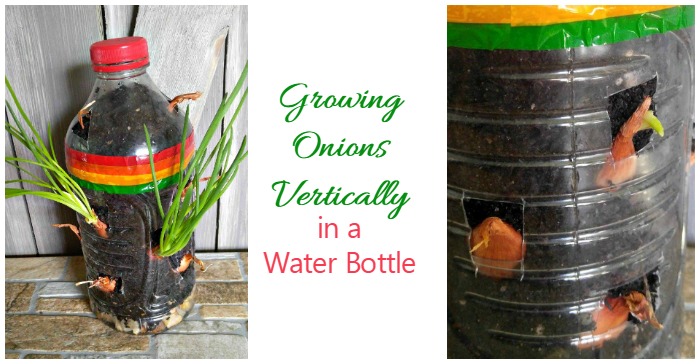 Growing onions in a water bottle