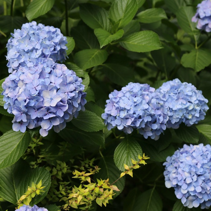 Hydrangeas do well in partial shade to semi sunny spots