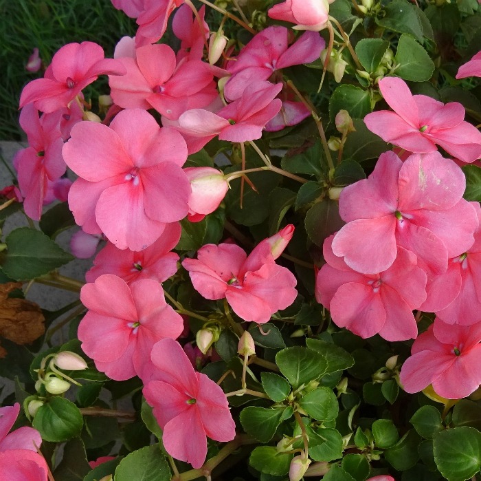 Impatiens makes a great companion plant for astilbe