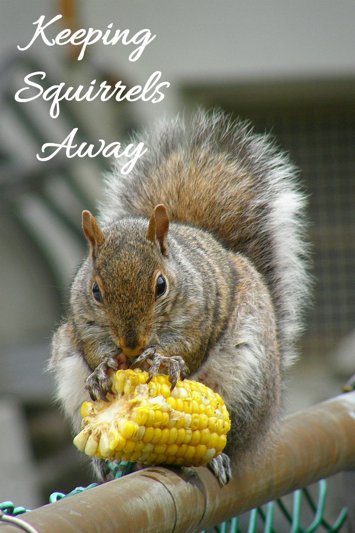 Tips for keeping squirrels out of your garden, Try these natural squirrel repellent ideas.