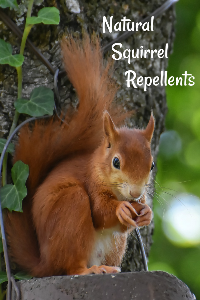 Red squirrel in a tree with a nut and words Natural Squirrel Repellents.