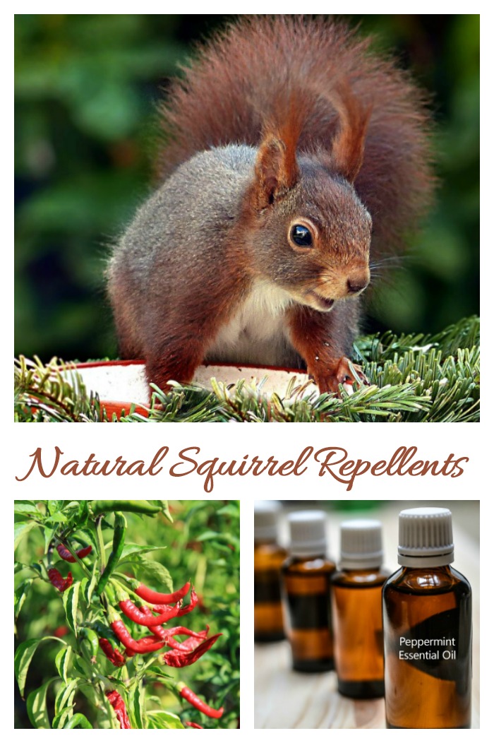 Red squirrel, hot peppers, peppermint oil bottles in a collage with words reading natural squirrel repellents.