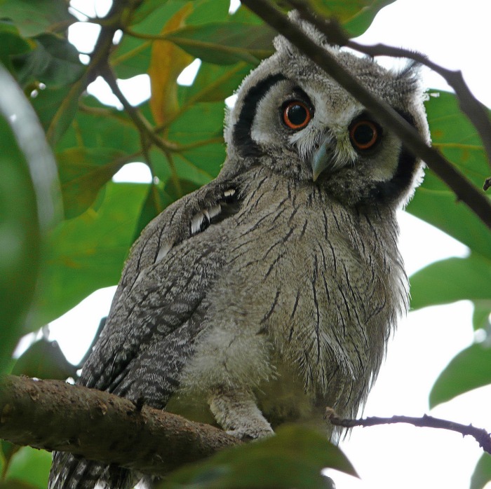 Grey Owl in a tree.