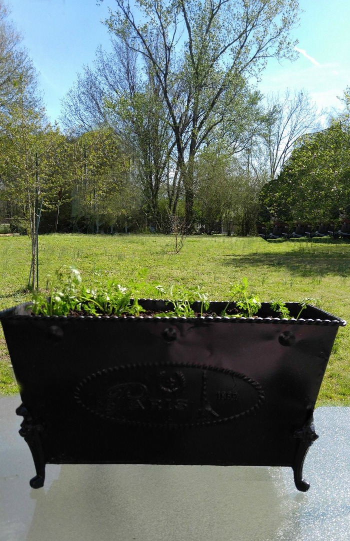 Planter of carrot greens