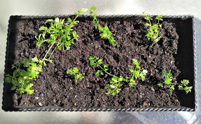 Planted carrot tops