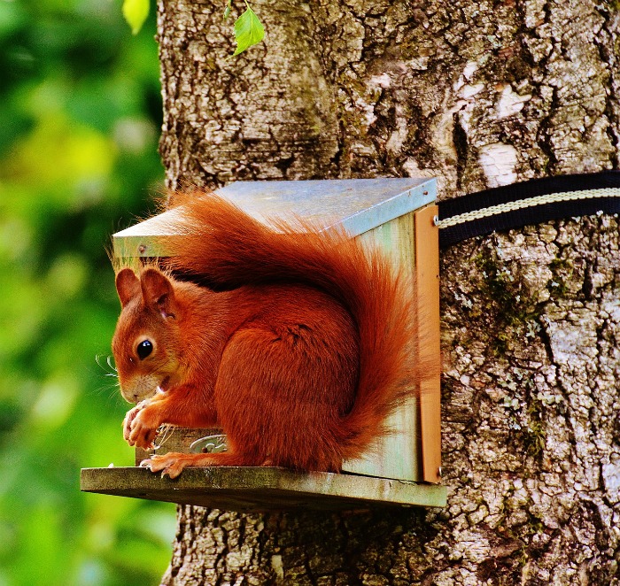Squirrel feeding station with a red squirrel.