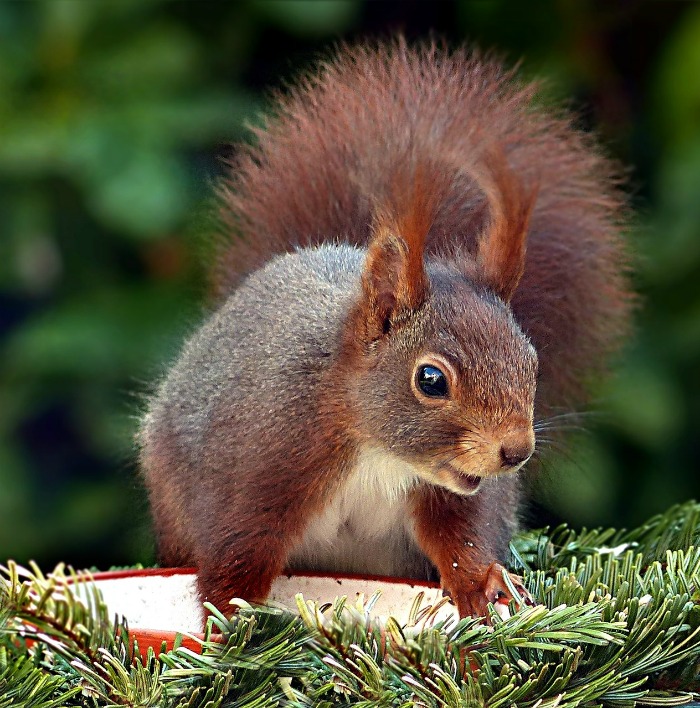 Red Squirrel on a bowl.