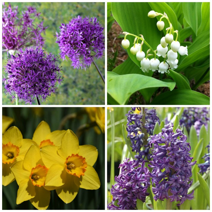 Allium, lily of the valley, daffodil and hyacinths in a collage.