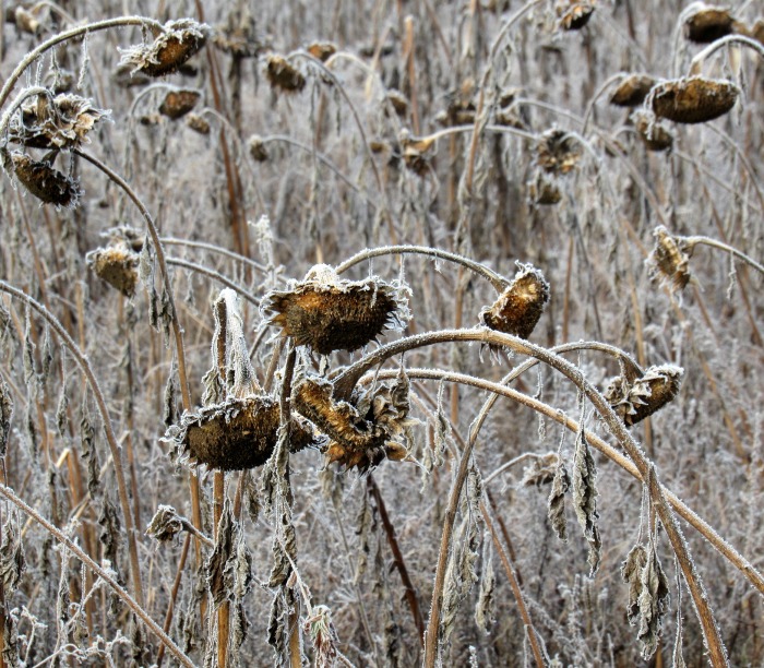 Leave sunflower heads for the birds in winter