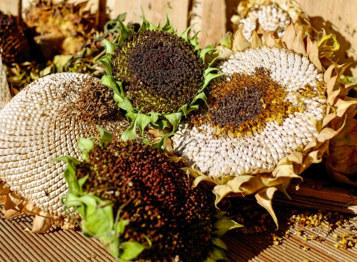 Some sunflower heads can be a foot wide.