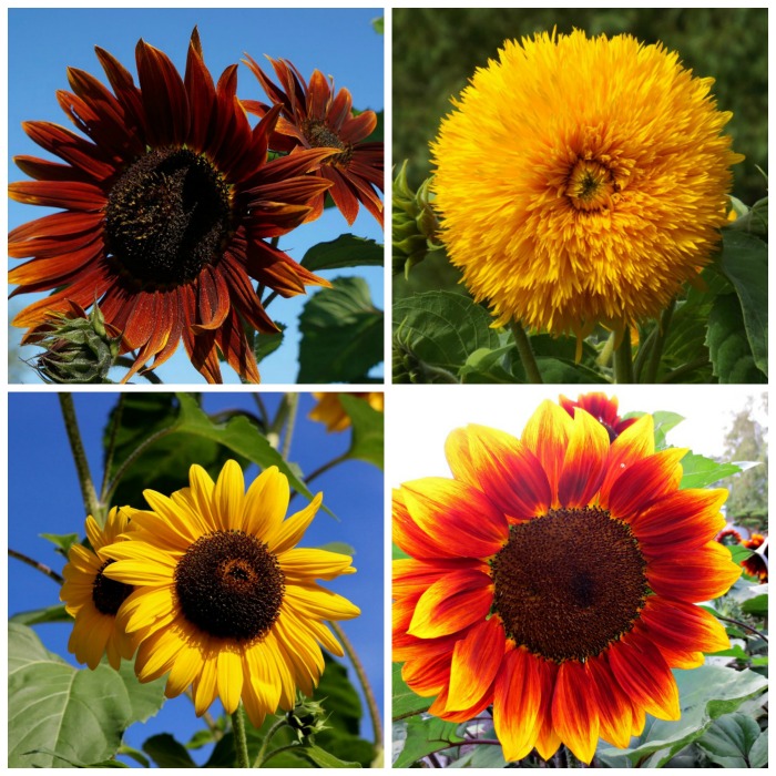 Growing Sunflower Plants – Sunflower Care Tips for Big Beautiful Blooms