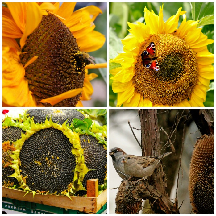 All sorts of wildlife is attracted to sunflower seeds