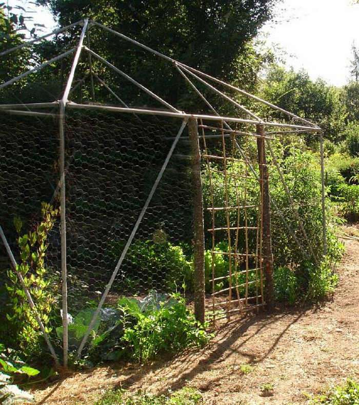 Vegetables in cages to help keep squirrels away.