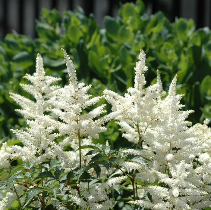 Growing Astilbe – False Spirea Plant- How to Grow and Care for Astilbe