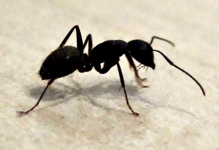 Black ant