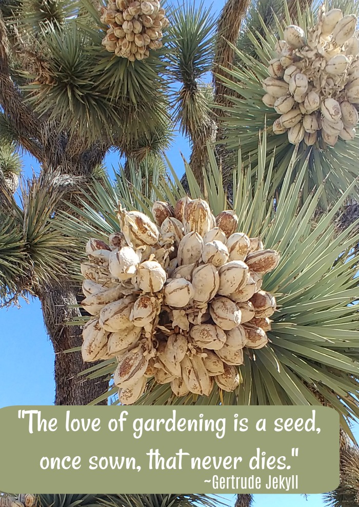 Joshua Tree Flowers with the quote "The love of gardening is a seed, once sown, that never dies."