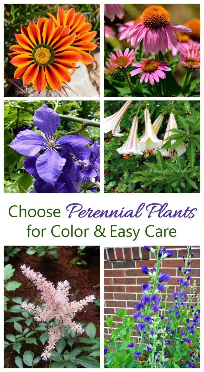 Perennials are easy to care for and come back year after year. 