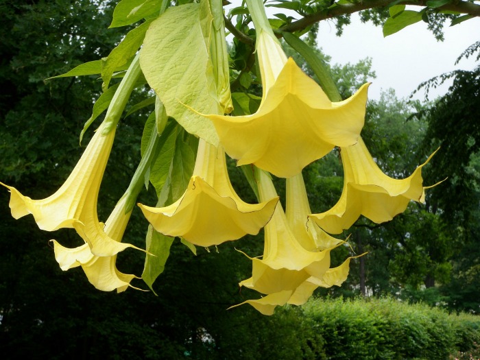 angel trumpet in bloom