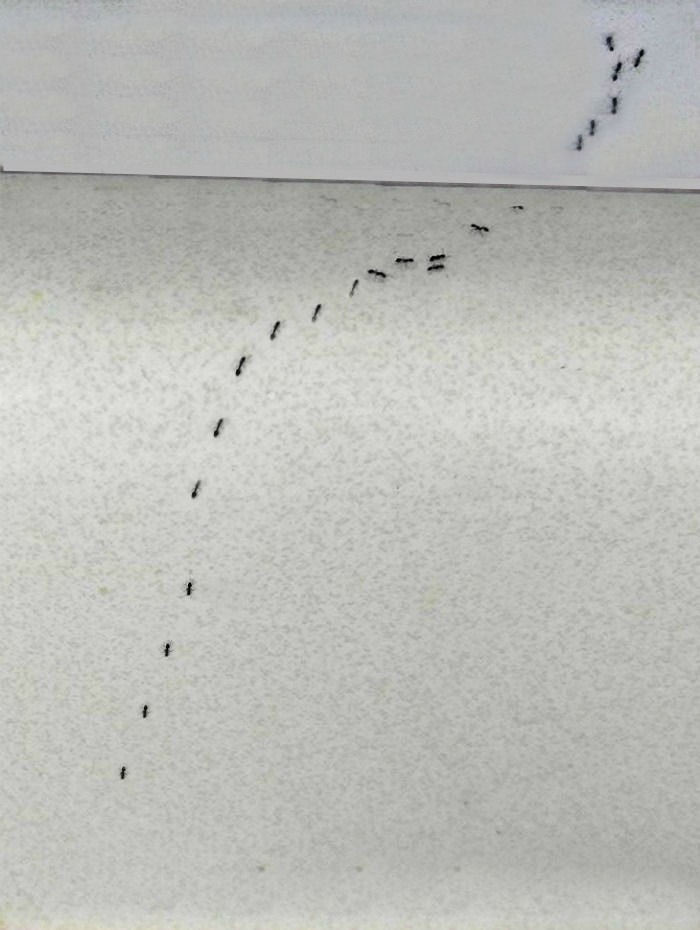 It is hard to keep ants out of the house but these tips should help.